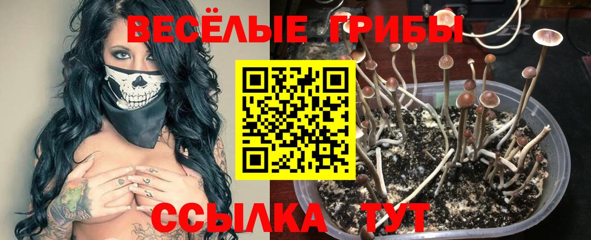 Псилоцибиновые грибы Psilocybine cubensis Тосно
